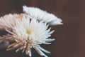 White ÃÂhrysanthemum flower closeup on a dark brown background Royalty Free Stock Photo